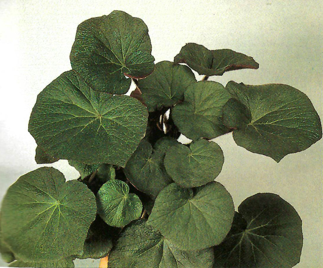 B. ‘Lord Jane’